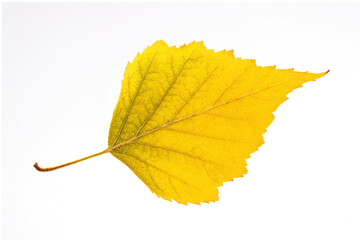 Closeup yellow birch tree leaf isolated at white background. Textured pattern of dried foliage herbarium.