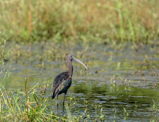 Glossy Ibis Bird Wading in Water