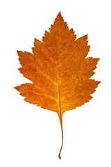 Closeup vertical image of brown hawthorn leaf isolated at white background. Textured autumn foliage pattern.