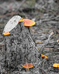 Trunk of a cut pine that provided the growth of a fungus after several days of rain with three shades of orange. It is a detail of nature's renewal. Balneario Gaivota. Santa Catarina. Brazil. October 