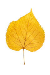 Closeup yellow leaf of poplar or cottonwood tree isolated at white background. Textured pattern of autumn foliage. - obrazy, fototapety, plakaty