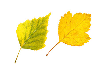 Closeup pair of hawthorn and birch tree leaves isolated at white background. Textured pattern of...