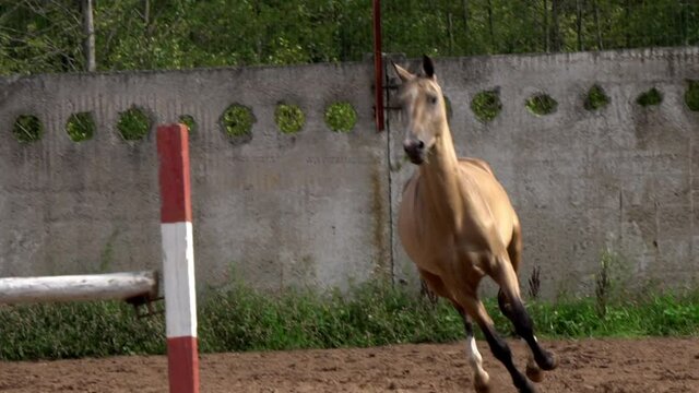 Beautiful akhal-teke horse running on show jumping field in slow-motion