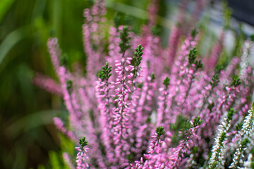 Pink und rosafarbenes Heidekraut
