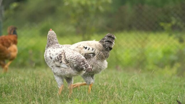 Domestic chicken walking on green grass feeding on rural eco farm.