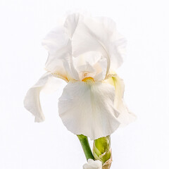 Naklejka na ściany i meble detailed closeup of iris, high key white on white