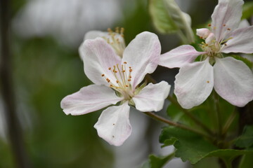 Apple Flowers