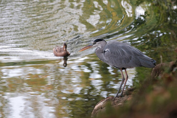 H&eacute;rons cendr&eacute; dans un lac