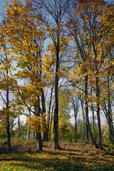 Fototapeta premium Autumn landscape. Old park in the rays of the sun in October. Gold autumn.