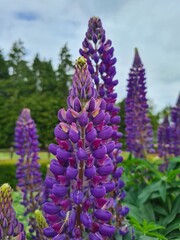 Obraz premium Lavender front focus in Fife