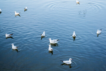 Gulls swimming in the Herastrau lake, Bucharest, Romania.