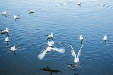 Gulls swimming in the Herastrau lake, Bucharest, Romania.