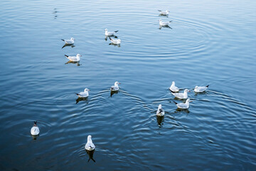 Gulls swimming in the Herastrau lake, Bucharest, Romania.