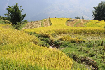 In the Rice Fields around Sa Pa in Northern Vietnam