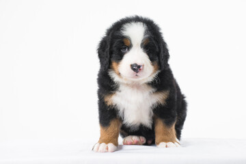 border collie puppy