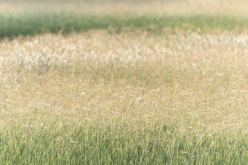 Blurred beautiful overgrown meadow. Calm of country field landscape background. soft focus.