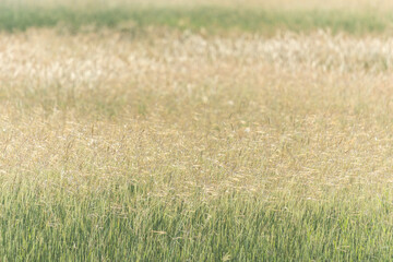 Blurred beautiful overgrown meadow. Calm of country field landscape background. soft focus.
