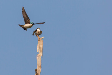 Fototapeta na wymiar Adult Tree Swallow in flight landing on branch with a Juvenile Tree Swallow loooking up at adult