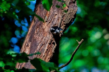 bees on a tree