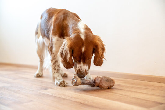 Cute dog welsh springer spaniel eats raw bone barf.