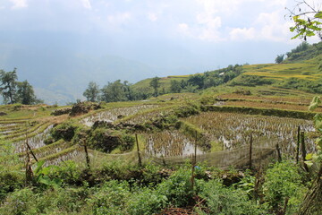Fototapeta na wymiar In the Rice Fields around Sa Pa in Northern Vietnam