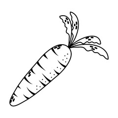 fresh carrot vegetable isolated icon
