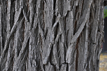 old elm bark - obrazy, fototapety, plakaty