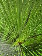 Obraz premium Palm tree leaves