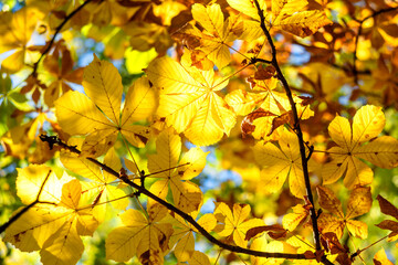 Yellow chestnut leaves on a tree in the park, background.