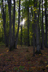 Russia, Kaliningrad region, evening autumn forest. The Oct 2020.