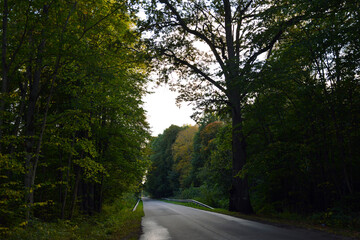 Obraz premium Russia, Kaliningrad region, evening autumn forest. The Oct 2020.