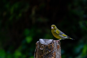 bird on a branch
