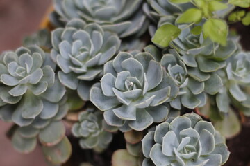 SUCULENTAS