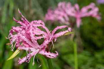 Close up of a Guernsey lily (nerine bowdenii) flower