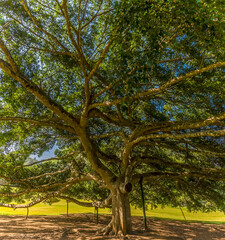 A mature tree in the Botanical gardens at Peradeniya, Kandy, Sri Lanka, Asia