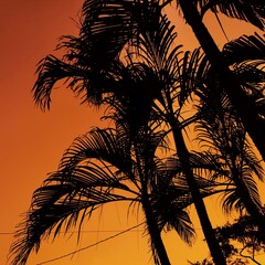 Palmera al atardecer