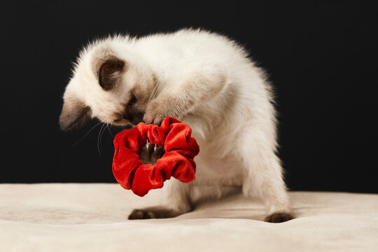 Impish Stock Photos And Royalty Free Images Vectors And Illustrations Adobe Stock