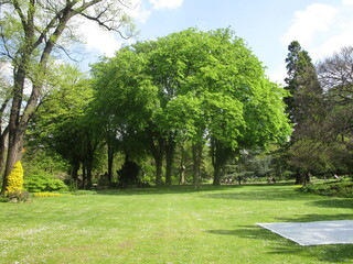 Prairie vue sur arbre au jardin du luxembourg