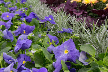 Row of Purple Pansies