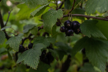 Bunch of black currants grows on branch among green carved leaves on bush in the garden. Summer berry
