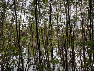 Fototapeta premium Gradlinig nach oben wachsende Äste, wenig Blätter, Dursicht zum anderen Ufer, dazwischen Fluss, Himmel
