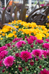 Pink and Yellow Chrysanthemums at the Greenhouse