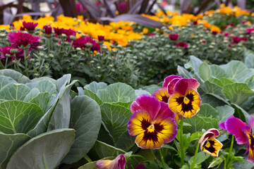 Rows of Pansy, Ornamental Cabbage and Chrysanthemums