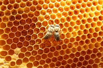 close up view of new born bee inside beehive on the frame with honey,young bee looking for food,back view,ukrainian carpathian bee metamorphosis