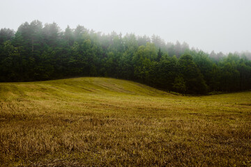 Morning landscape with a yellow hilly field and a foggy forest 
