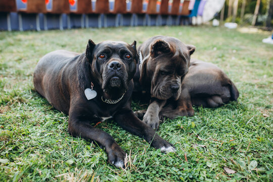 Two cane-corso dogs lie on the field for training, obedience. Close-up photo.
