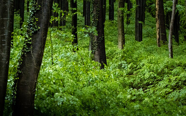 Obraz premium Waldblick