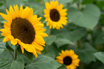 Obraz premium Sonnenblumen Hintergrund Close-up