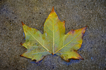 Green leaf on wet ground - Autumn