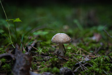 Mushroom in dark forest